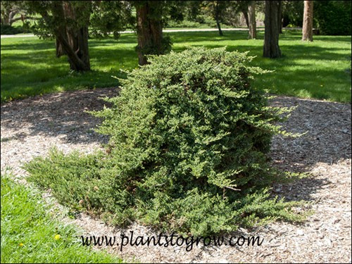 The species Juniper procumbens growing as a standard.